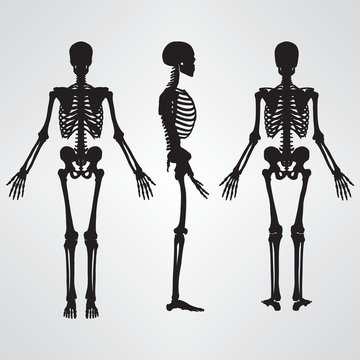 Human Skeleton Silhouette Black