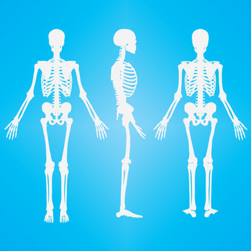 Human Skeleton Silhouette White
