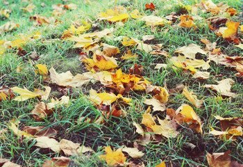 autumn background