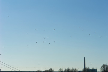 Vogelschwarm