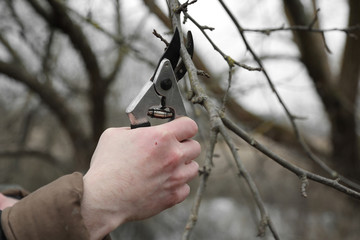 Spring gardening work - Hand with secateurs cuts the branch of fruit tree