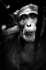 Chimpanzé