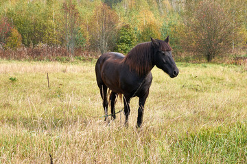 beautiful powerful brown horse stands in a meadow Sunny autumn day