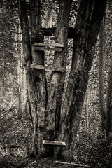 Fortress