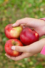 Organic red apples lie in the hands of the farmer.