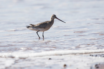 Bar-tailed Godwit, Limosa lapponica
