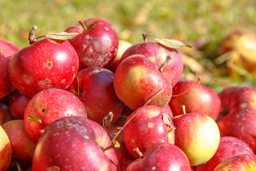 Ripe organic red apples lying in the grass.