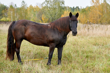 beautiful brown horse stands in a meadow Sunny autumn day turning his head