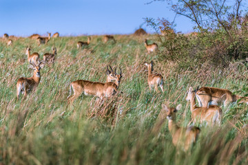Antilopes