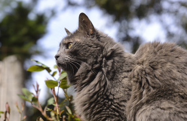 Obraz premium Gray Cat Relaxed in the Garden 
