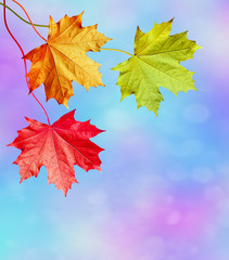 Autumn landscape. Beautiful  leaves. Colorful trees