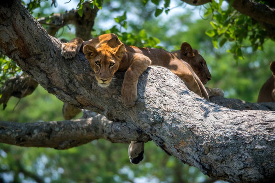 Lionne arboricole 2