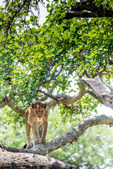 jeune lion arboricole
