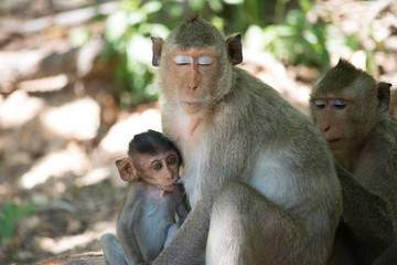 サルの親子の愛