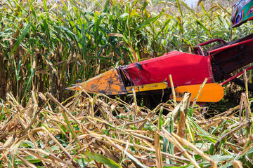corn harvest on farmland in thailand
