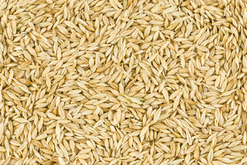 Barley Grains