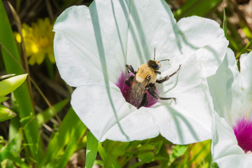 Bee inside a white flower.  Macro image. 