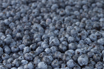Blueberries in solid layer with focus on front and shallow DOF