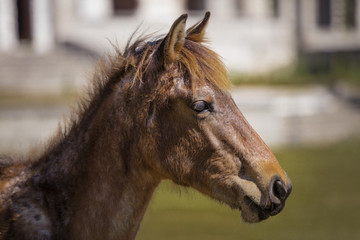 Close up Feral Horse