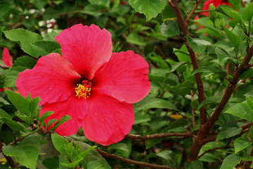 Obraz premium Beautiful hibiscus flower on nature background