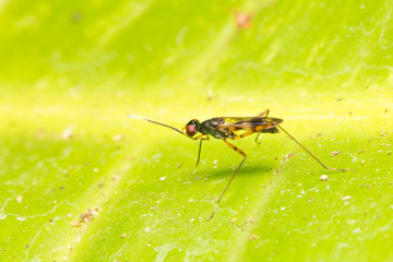 Macro small insects