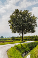 tree on serpentine road