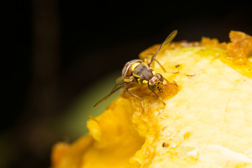 Macro small insects
