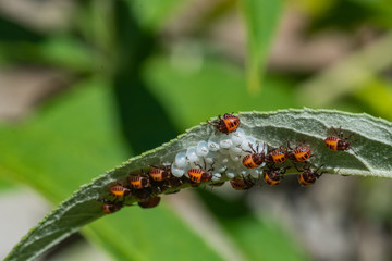 Insects guarding their eggs on a leaf. 