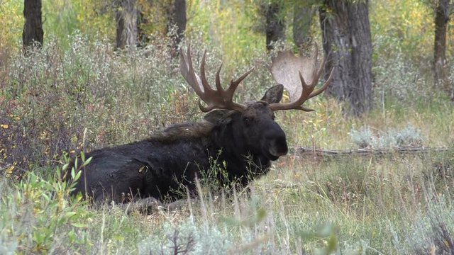 Bull Moose Bedded
