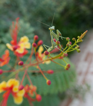 Sich putzende Gottesanbeterin (stagmomantis limbata) auf gelb-roter Blüte eines Pfauenstrauches (Caesalpinia pulcherrima)
