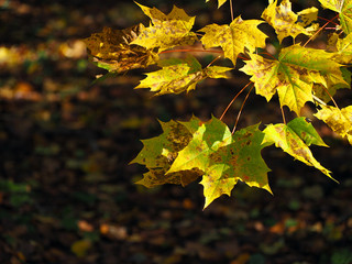 autumn, maple tree branch on a background of fallen leaves