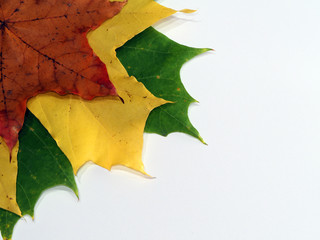 Fototapeta premium Maple leaves on a white