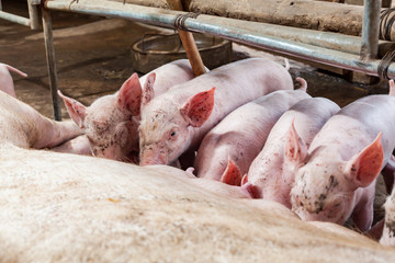 Pig races are breastfed newborn pigs.
