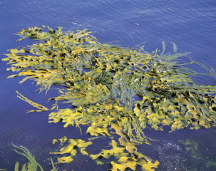 Fototapeta na wymiar Antarctic Kelp, seeweed growing at about one foot a day..