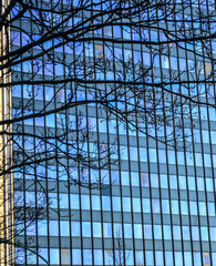 Building reflections and tree shadow