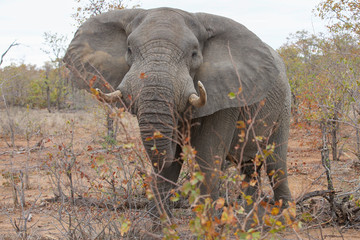 Fototapeta na wymiar Great Kruger - Elephant