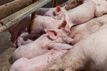 Pig races are breastfed newborn pigs and then fell asleep.