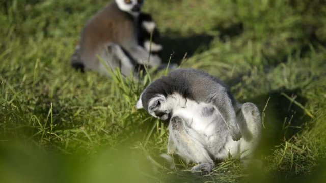 Three lemurs sitting and relaxing on the meadow.