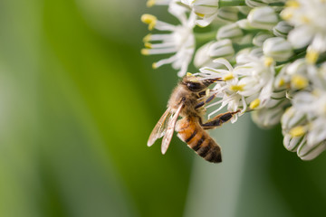 European honeybee (Apis mellifera) on an onion flower