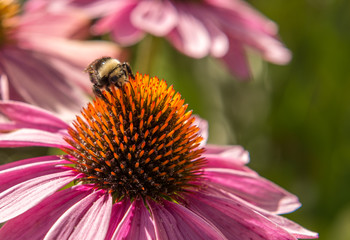 Bumblebee (Bombus) on a purple coneflower (Echinacea)
