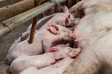 Pig races are breastfed newborn pigs and then fell asleep.