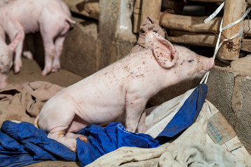 Newborn piglet lying on fabric to create warmth.