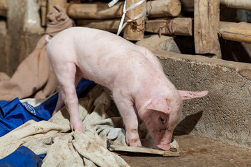 Newborn piglets are playing with the fabric surface.
