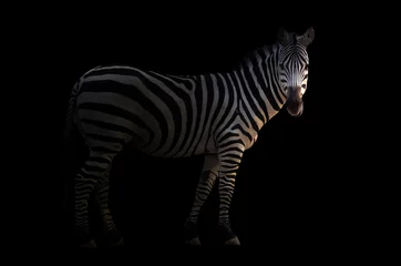 Crédence de cuisine en verre imprimé Zèbre zebra in the dark