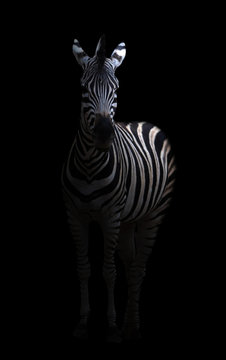 Fototapeta zebra in the dark