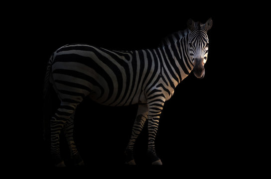 Fototapeta zebra in the dark