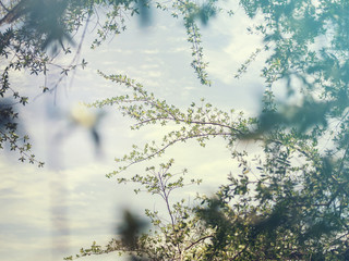 Branch of tree in focus with blurry leaves in foreground; pastel