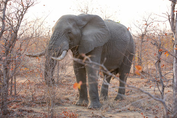 Great Kruger - Elephant