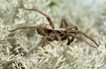 Male wolf spider, Alopecosa inquilina on lichen