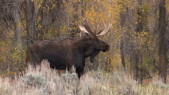 Bull Moose in Rut